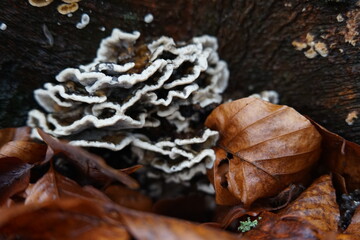 Pilze im Wald,Baumpilze,Lamellenpilz