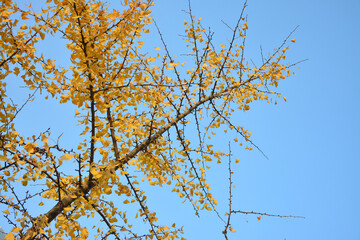 gingko tree have few yellow leaves under blue sky in autumn day