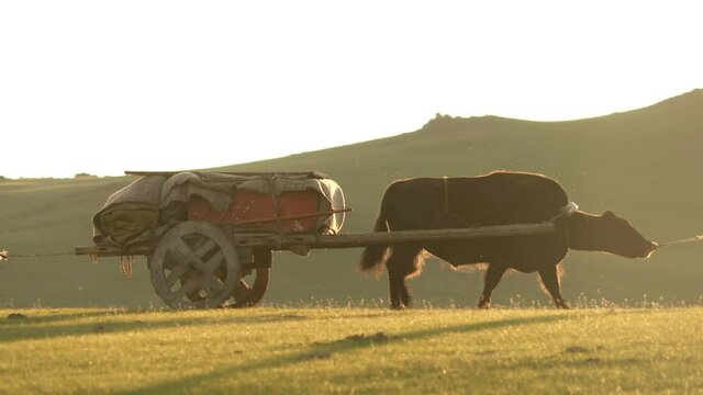 Central Asian family people walking immigrating with traditional old oxcart tumbrel and tumbril ox cart.Emigration migration walk regional ethnic nomad nomadic nomads migrant chariot primitive primord