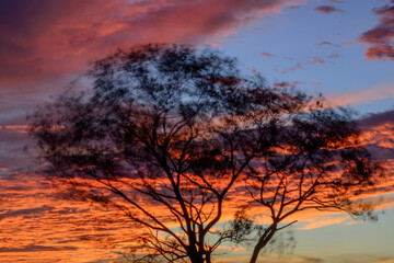 Naklejka na ściany i meble Sunset sunrise sky and tree dark black trunks silhouettes in natural