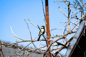 Fototapeta premium Eine Meise, Kohlmeise sitzt im Geäst eines Weinstocks.