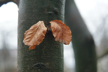 Blätter als Hintergrund