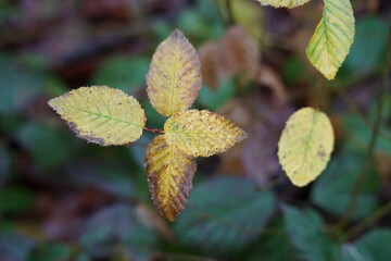 Blätter als Hintergrund