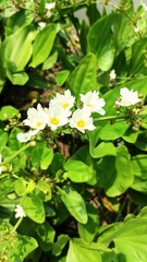 wild flowers that bloom when the sun shines in a beautiful garden