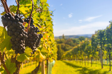 Vineyards along South Styrian Wine Road, a charming region on the border between Austria and...
