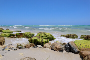 Fototapeta na wymiar Moss on the beach