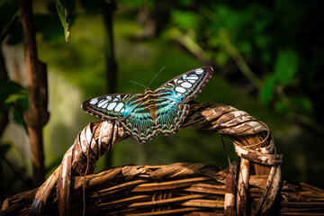 Blue Butterfly resting on a cane basket