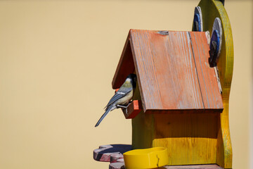 Eine Kohlmeise, Meise fliegt zu ihren Vogelhaus um ihren Nachwuchs zu füttern.
