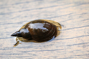 Aufnahme einer Spitzschlammschnecke (Lymnaea stagnalis) oder auch Spitzhornschnecke welche in den Teichen beheimatet sind. © boedefeld1969