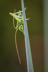 Nahaufnahme eines Grashüpfers versteckt an einer Pflanze

