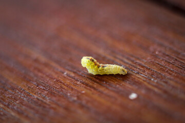 Eine Raupe oder eine Made auf einem Stück Holz.