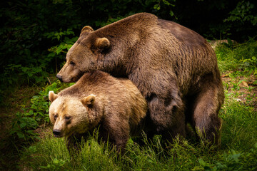 Obraz na płótnie Canvas two brown bears trying to reproduce in the forest