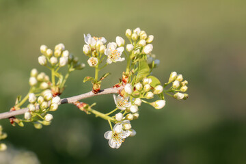 Im Frühling blühende Obstbäume. Weiße Obstbaumblüten im Frühjahr.
