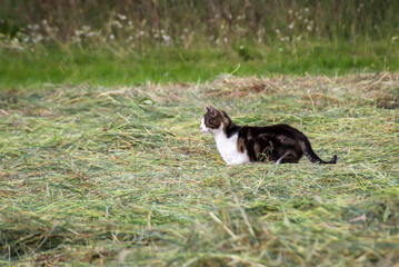 Eine Streunende Katze auf der Mäusejagd auf einer Wiese.
