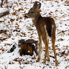 White-tailed deer (Odocoileus virginianus) standing on the snow covered ground in the forest during winter. Selective focus, background blur and foreground blur. Copy space.
