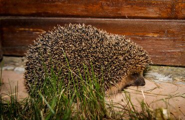 Ein Igel schleicht Nachts an einem Gartenhaus vorbei.
