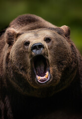 roaring brown bear without one tooth