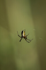 Eine Nahaufnahme einer Wacholderspinne in ihrem Netz.