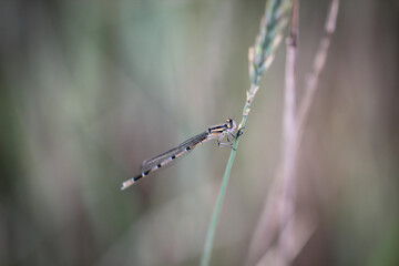 Eine Nahaufnahme einer Kleinlibelle im Gras.