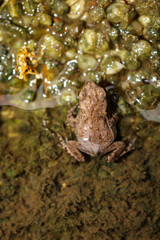 Eine Erdkröte, Boa Boa am Rand eines Teiches.