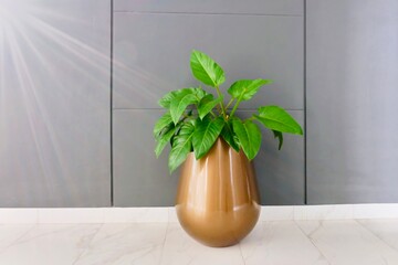 plant in a gold vase without flower