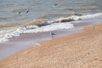 Seagull birds walk on the beach and fly over the sea