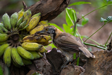 Greater necklaced laughingthrush