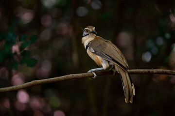 Greater - necklaced Laughingthrush