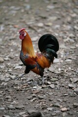 rooster in the farm