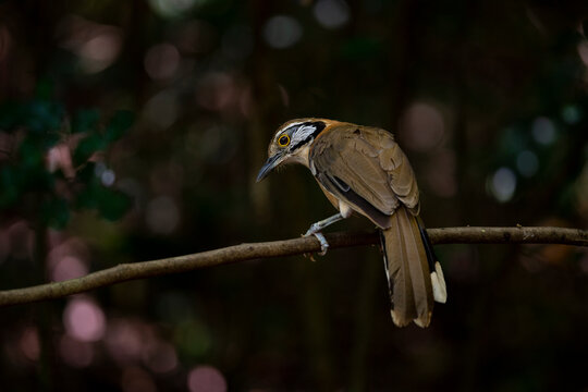 Greater - Necklaced Laughingthrush