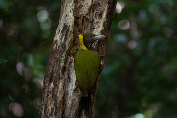 Greater Yellownape