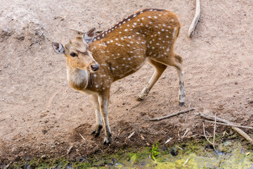 Naklejka na ściany i meble A young potted deer without antlers in the Nehru Zoological Park in India