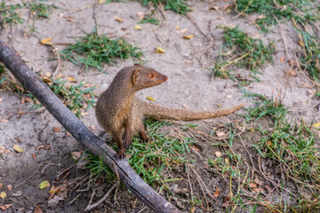 Naklejka na ściany i meble A gray Indian mongoose standing on dry wood and looking for food at the grassland in the zoo