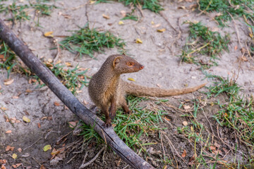 A gray Indian mongoose standing on dry wood and looking for food at the grassland in the zoo