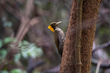 Greater Yellownape