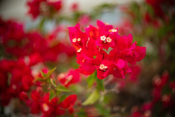 Red bougainvillea flower with green leaf