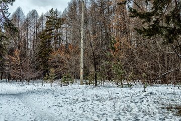 Winter landscape, trees grow in the forest.