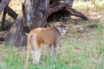 The patas monkey (Erythrocebus patas), also known as the wadi monkey or hussar monkey  in the Nehru Zoological Park, Hyderabad, India.