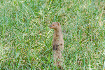 A gray Indian mongoose standing up and looking for food in the meadow of the Nehru Zoological Park， Hyderabad, India