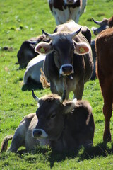 Vaches au pré