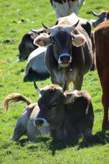 Vaches au pr&eacute;