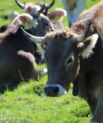 Vaches au pré