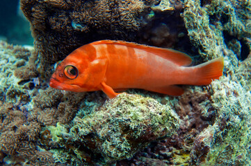 Fototapeta na wymiar Black-tip grouper a red color with transverse lighter stripes sank to a rocky bottom.