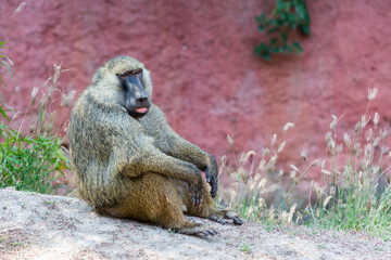 The olive baboon ( Papio anubis ), also called the Anubis baboon , sitting in the Nehru Zoological Park, Hyderabad, India.
