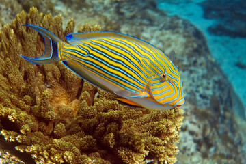 Fototapeta na wymiar Bright yellow fish with blue stripes swims over the hard coral.