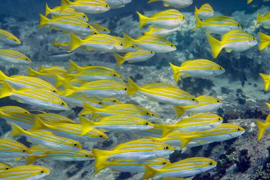 A school of yellow-and-blue perch (Lutjanus kasmira) fish swim over a coral reef.