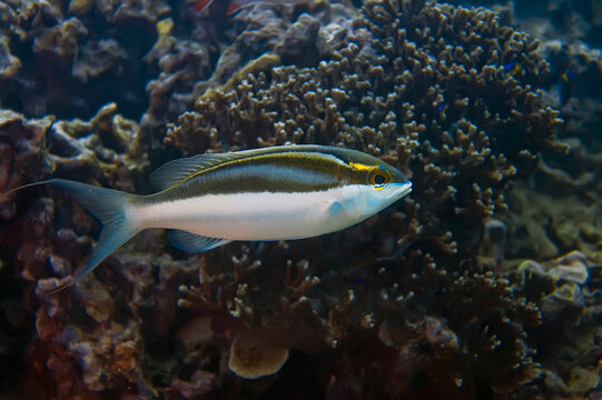 Two-line threadfin bream close up. Philippines.