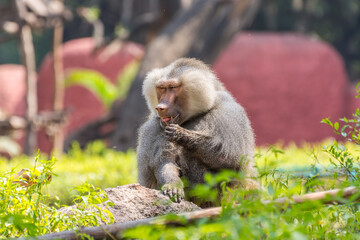 An adult male hamadryas baboon sitting on rock  in the Nehru Zoological Park, Hyderabad, India.