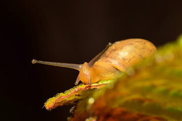Snail, a small snail captured in macro in the garden among flowers and leaves, low depth of field, selective focus.