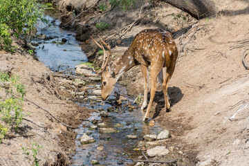 A spotted deer bucks with antler drinking water in the Nehru Zoological Park, Hyderabad, India.
